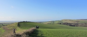 looking to shorwell resized