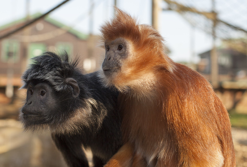 22277648971_2e2204cc59_c